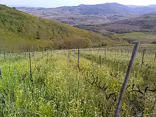 Photo Domaine Bererd - dégustation de vin à bien boire en Beaujolais BBB