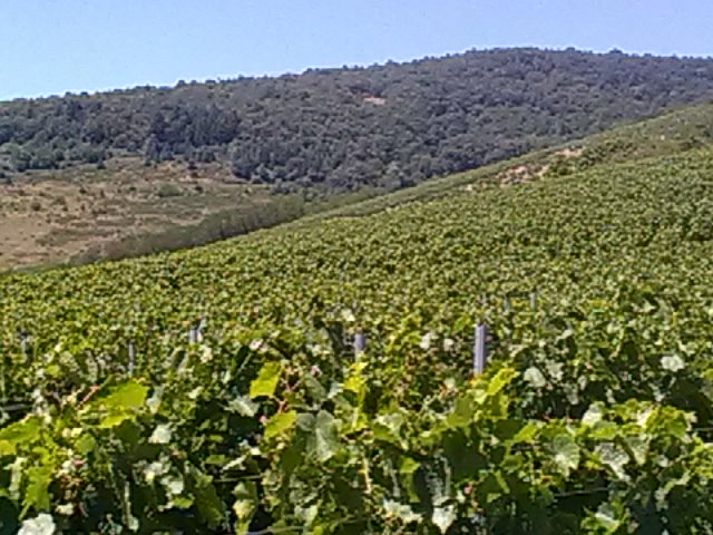 Photo Domaine Bererd - dégustation de vin à bien boire en Beaujolais BBB