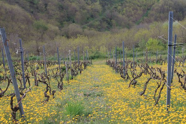 Photo Domaine Bererd - Association Beaujol'art - dégustation de vin à bien boire en Beaujolais BBB