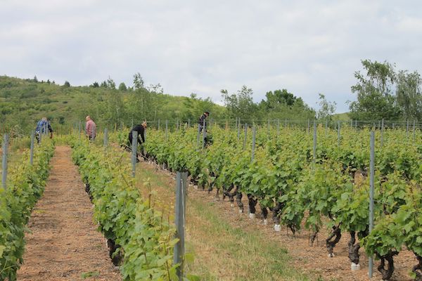 Photo Domaine Bererd - Association Beaujol'art - dégustation de vin à bien boire en Beaujolais BBB