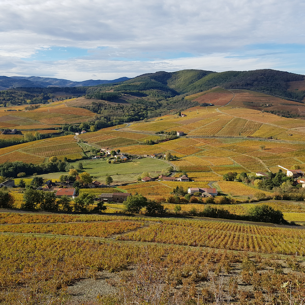 Photo Domaine Christophe Savoye - dégustation de vin à bien boire en Beaujolais BBB
