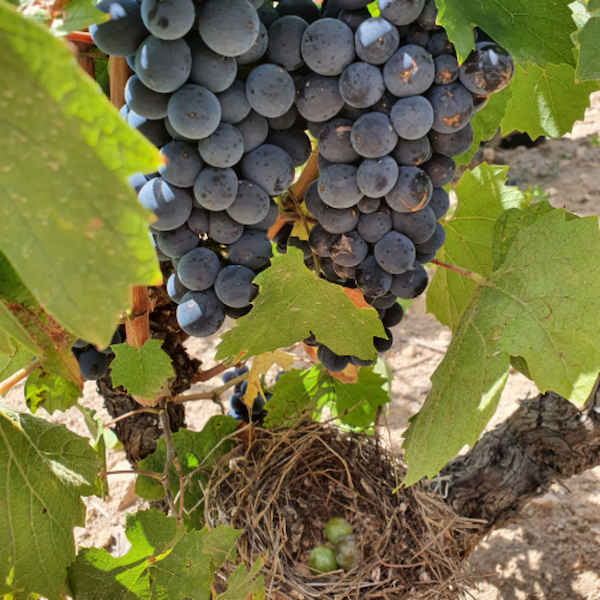 Photo Domaine Christophe Savoye - dégustation de vin à bien boire en Beaujolais BBB