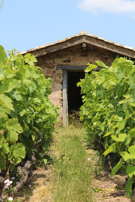 Photo Domaine du Clos du Fief - dégustation de vin à bien boire en Beaujolais BBB