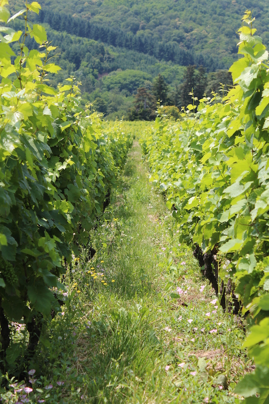 Photo Domaine du Clos du Fief - dégustation de vin à bien boire en Beaujolais BBB
