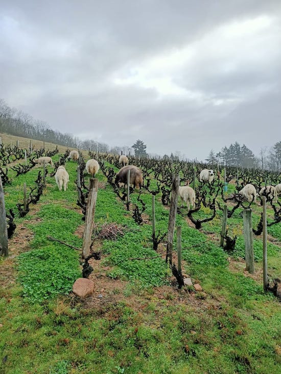 Photo Domaine de Colette - dégustation de vin à bien boire en Beaujolais BBB