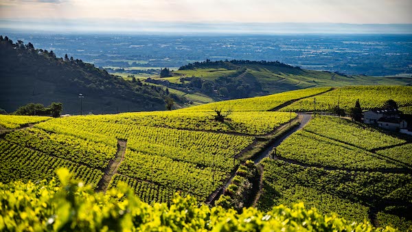 Photo Domaine de la Madone - Association Beaujol'art - dégustation de vin à bien boire en Beaujolais BBB