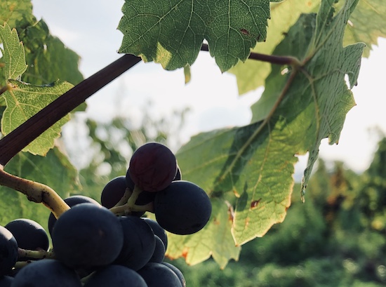 Photo Domaine des Marrans - Association Beaujol'art - dégustation de vin à bien boire en Beaujolais BBB