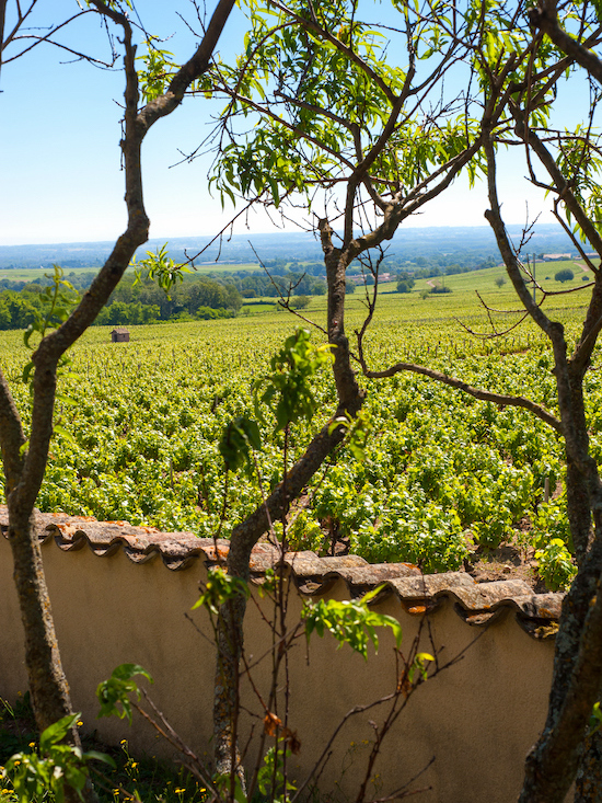 Photo Domaine des Marrans - dégustation de vin à bien boire en Beaujolais BBB