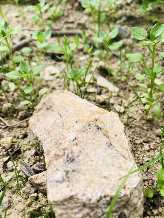 Photo Domaine des Marrans - dégustation de vin à bien boire en Beaujolais BBB