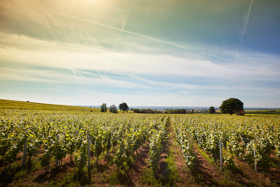 Photo Domaine Labruyère - dégustation de vin à bien boire en Beaujolais BBB