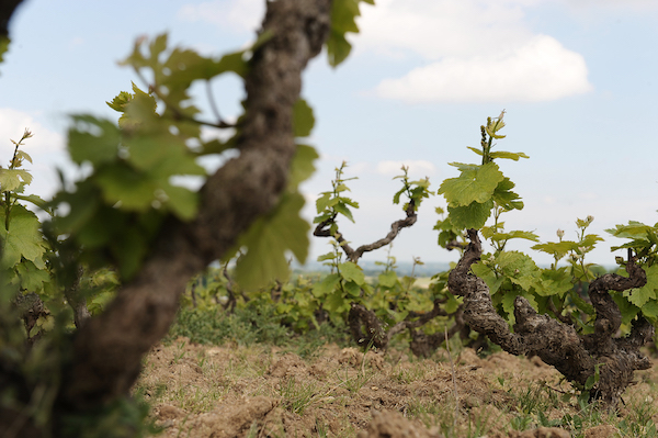 Photo Domaine Louis Claude Desvignes - dégustation de vin à bien boire en Beaujolais BBB