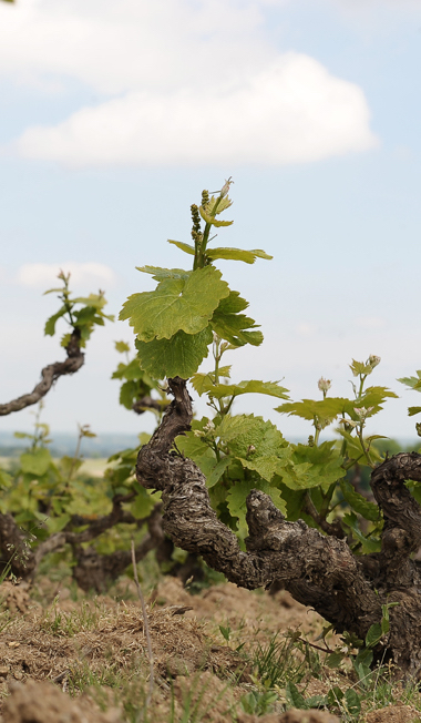 Photo Domaine Louis Claude Desvignes - Association Beaujol'art - dégustation de vin à bien boire en Beaujolais BBB