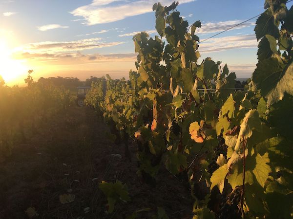 Photo Domaine Pierre André Dumas - dégustation de vin à bien boire en Beaujolais BBB