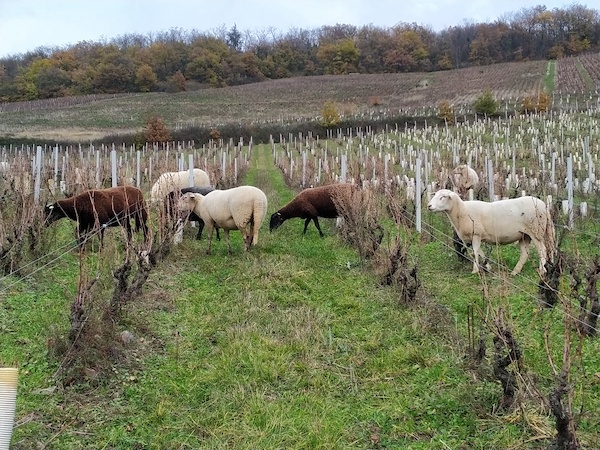 Photo Domaine Pierre André Dumas - dégustation de vin à bien boire en Beaujolais BBB