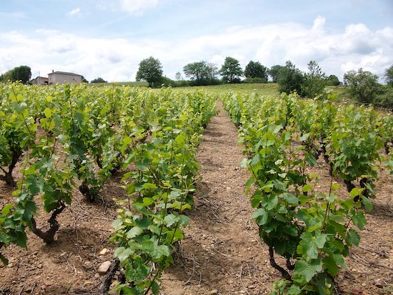 Photo Domaine Raphaël Chopin - Association Beaujol'art - dégustation de vin à bien boire en Beaujolais BBB