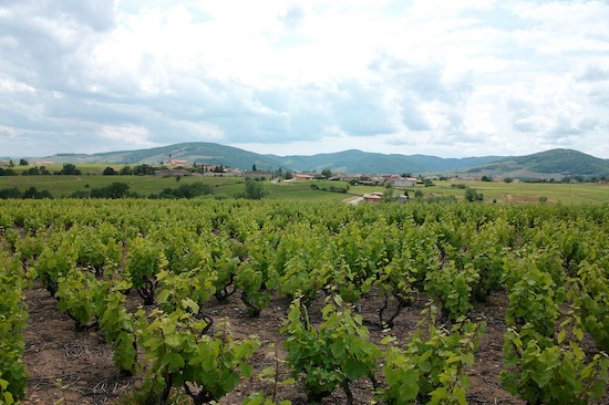 Photo Domaine Raphaël Chopin - dégustation de vin à bien boire en Beaujolais BBB