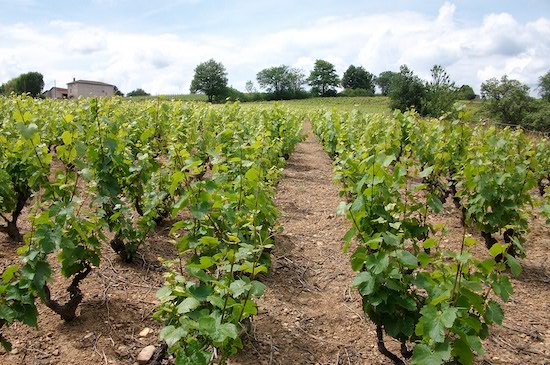 Photo Domaine Raphaël Chopin - dégustation de vin à bien boire en Beaujolais BBB