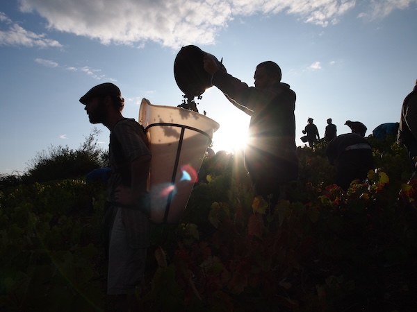 Photo Domaine Romuald Petit - dégustation de vin à bien boire en Beaujolais BBB