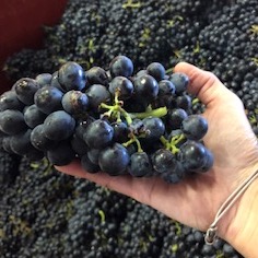 Photo Domaine Ruet - dégustation de vin à bien boire en Beaujolais BBB