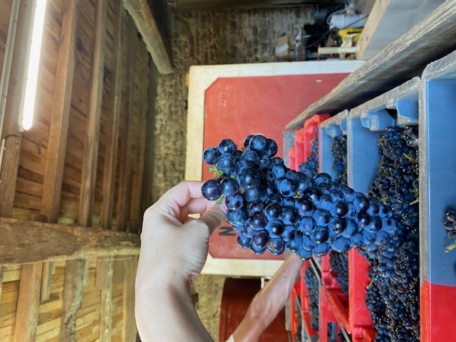 Photo Domaine Pierre Van Oost - dégustation de vin à bien boire en Beaujolais BBB