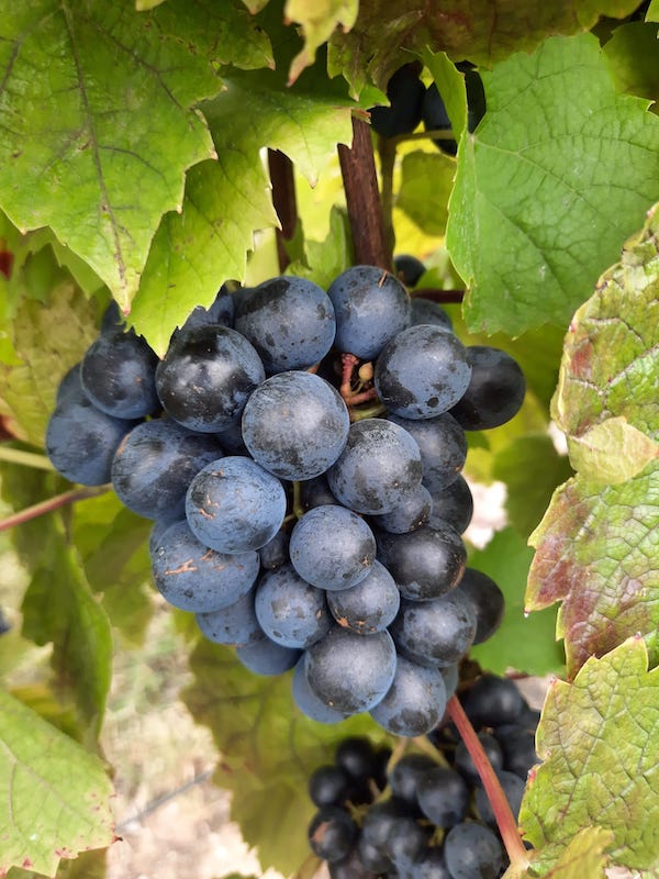 Photo Maison Piron - dégustation de vin à bien boire en Beaujolais BBB