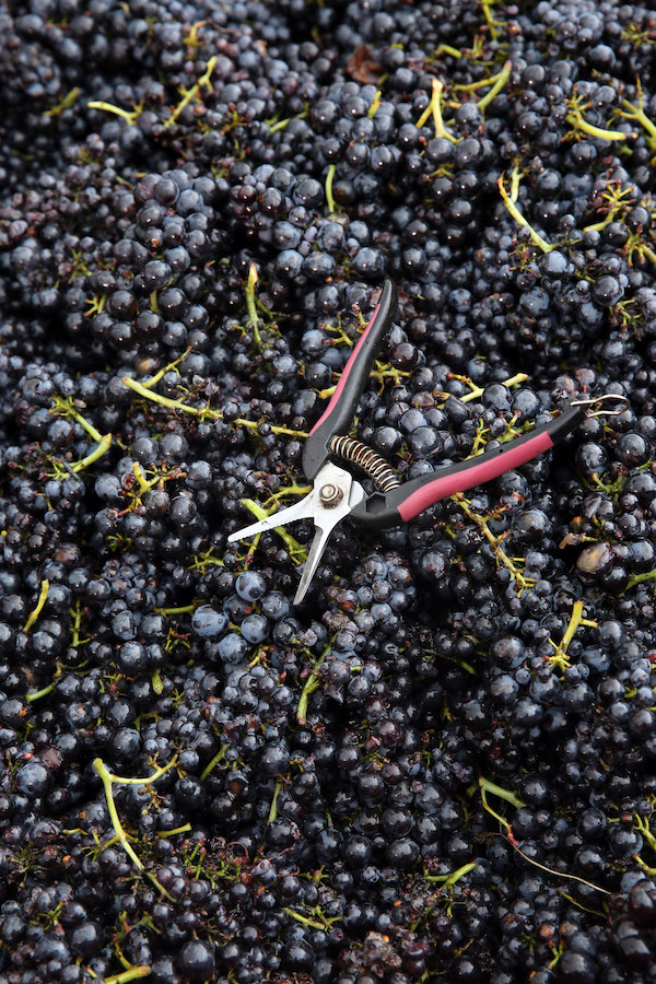 Photo Maison Piron - dégustation de vin à bien boire en Beaujolais BBB