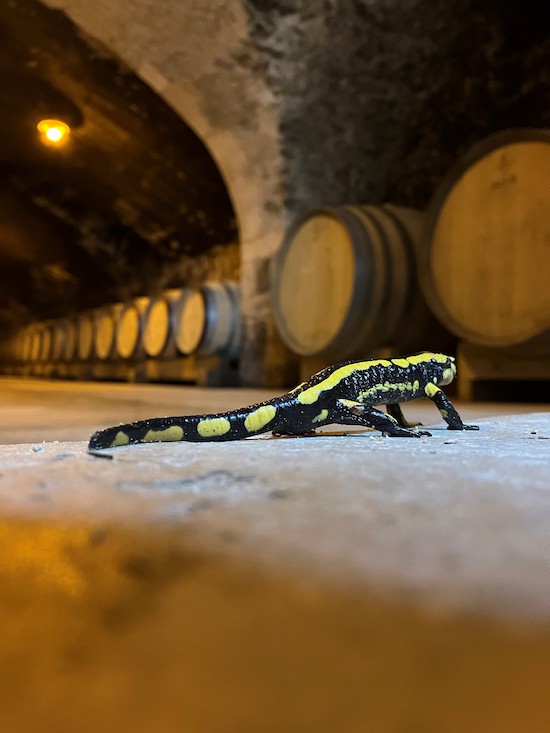 Photo Château Bellevue - dégustation de vin à bien boire en Beaujolais BBB