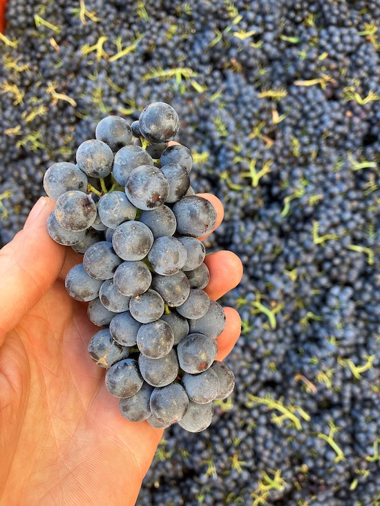 Photo Château Bellevue - dégustation de vin à bien boire en Beaujolais BBB