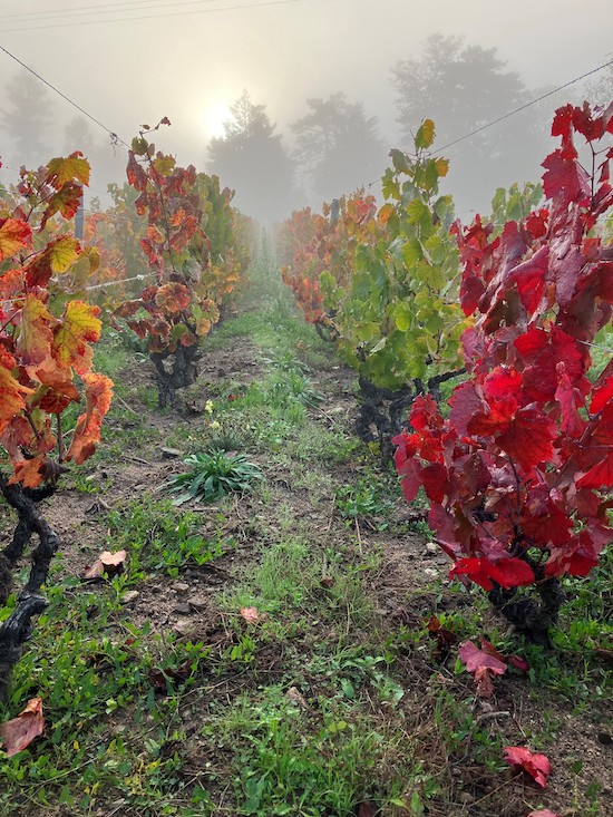 Photo Château Bellevue - dégustation de vin à bien boire en Beaujolais BBB