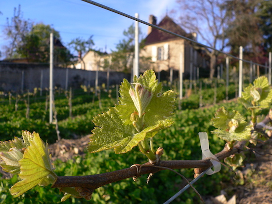 Photo Château Thivin - Association Beaujol'art - dégustation de vin à bien boire en Beaujolais BBB