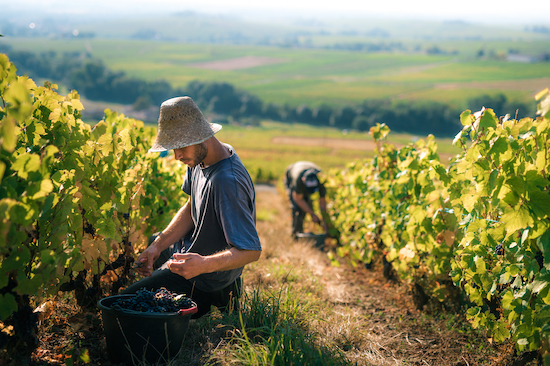 Photo Château Thivin - dégustation de vin à bien boire en Beaujolais BBB