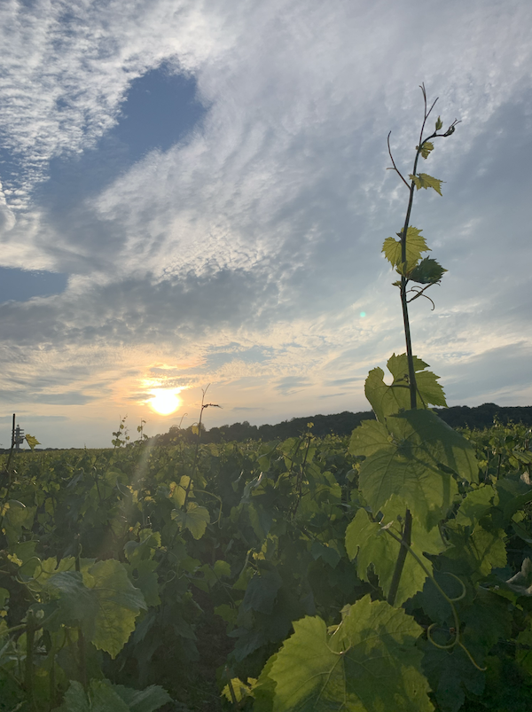 Photo Domaine Coustheur Bonnard - invité de l'Association Beaujol'art - dégustation de vin à bien boire en Beaujolais BBB