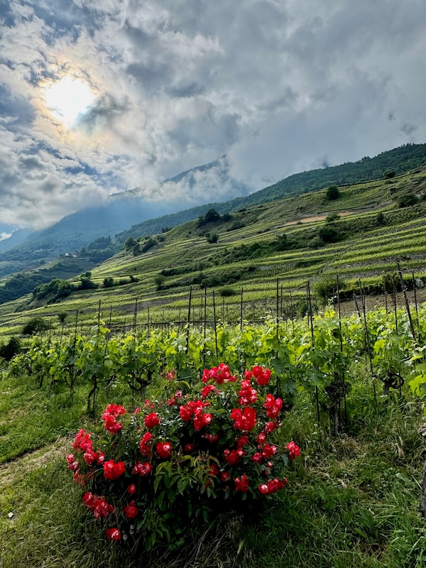 Photo Domaine Chappaz - invité de l'Association Beaujol'art - dégustation de vin à bien boire en Beaujolais BBB