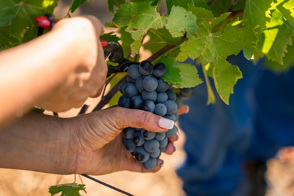 Photo Domaine Gavoty - invité de l'Association Beaujol'art - dégustation de vin à bien boire en Beaujolais BBB