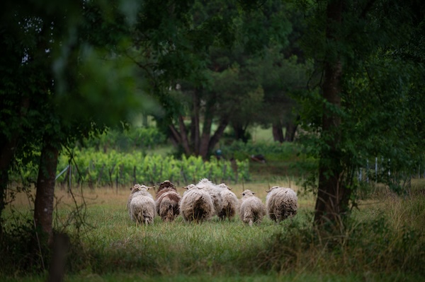 Photo Château Franc Baudron - invité de l'Association Beaujol'art - dégustation de vin à bien boire en Beaujolais BBB