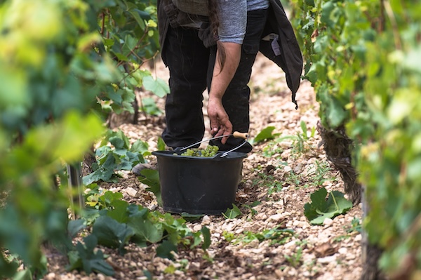 Photo Domaine des Malandes - invité de l'Association Beaujol'art - dégustation de vin à bien boire en Beaujolais BBB